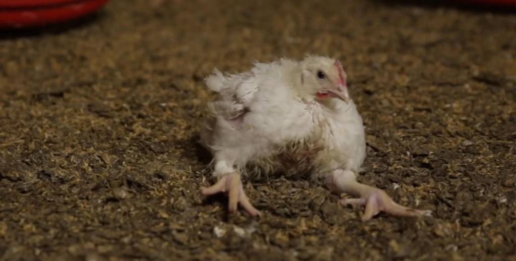 Chicken within Italian factory farm
