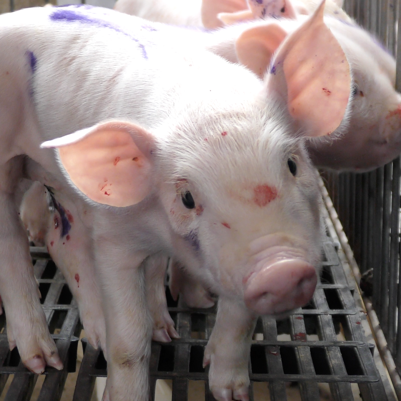 Photograph,Pink,Snout,Snapshot,farmed animal