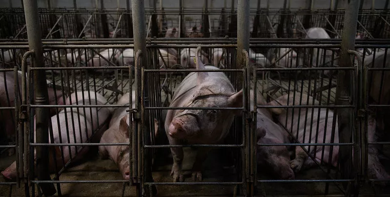 Spanish Pig Investigation