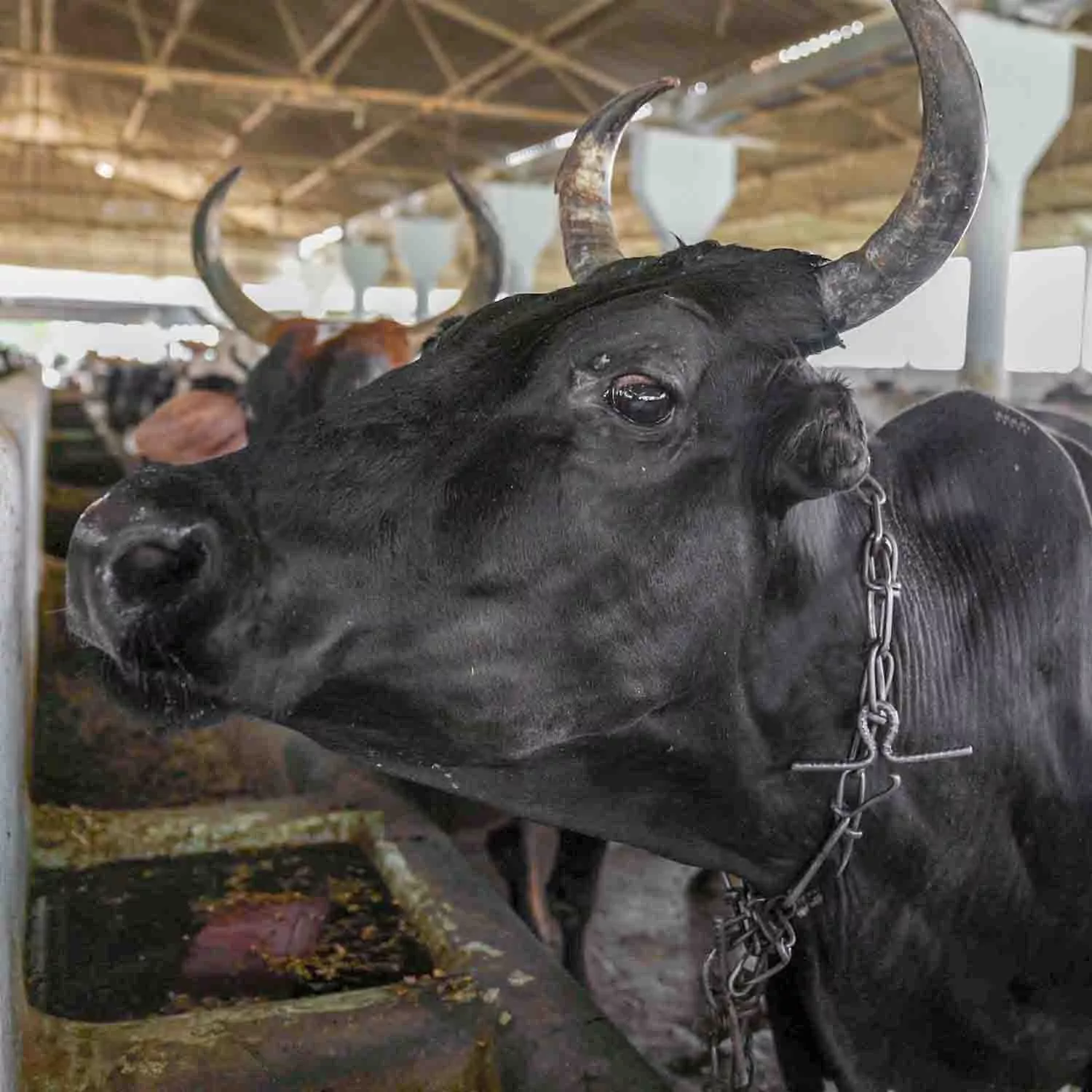 a scared buffalo with wide eyes looking at the camera with a chain around her neck