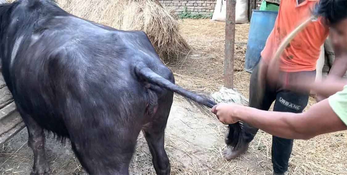 Worker seen tugging at the tail to force animal inside truck