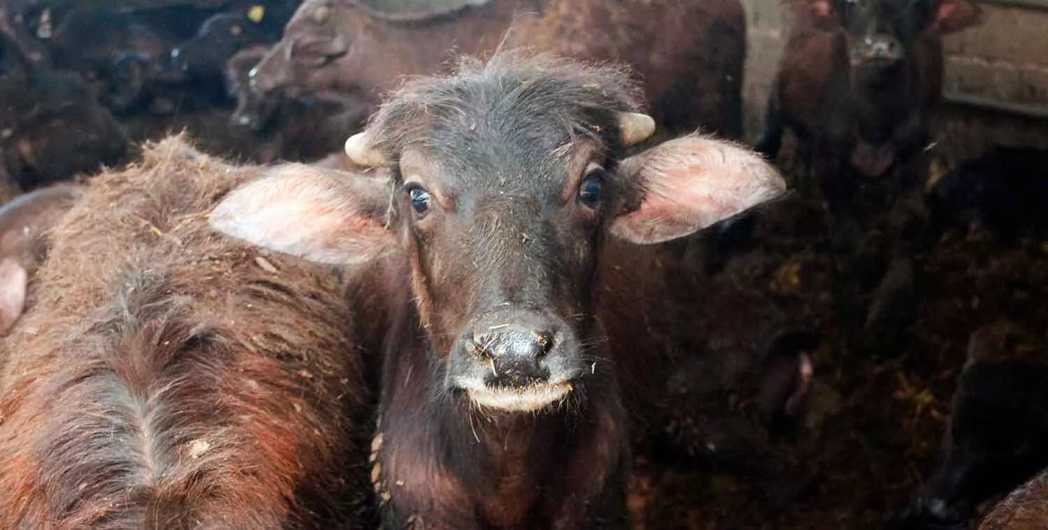 Baby male buffalo at the Buffalo Mozzarella Production in Northern Italy