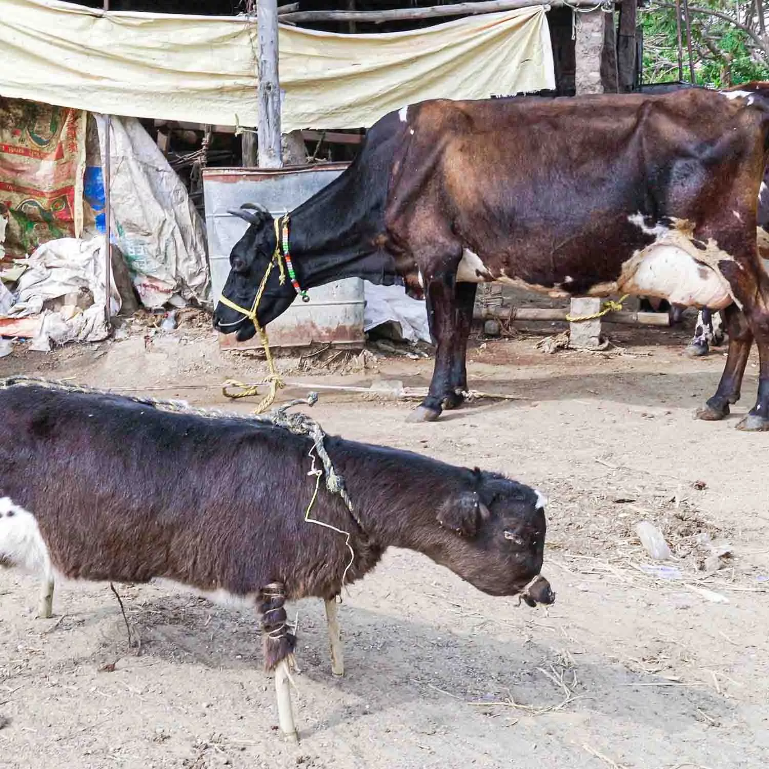 a dead calf stuffed with hay next to his mother buffalo