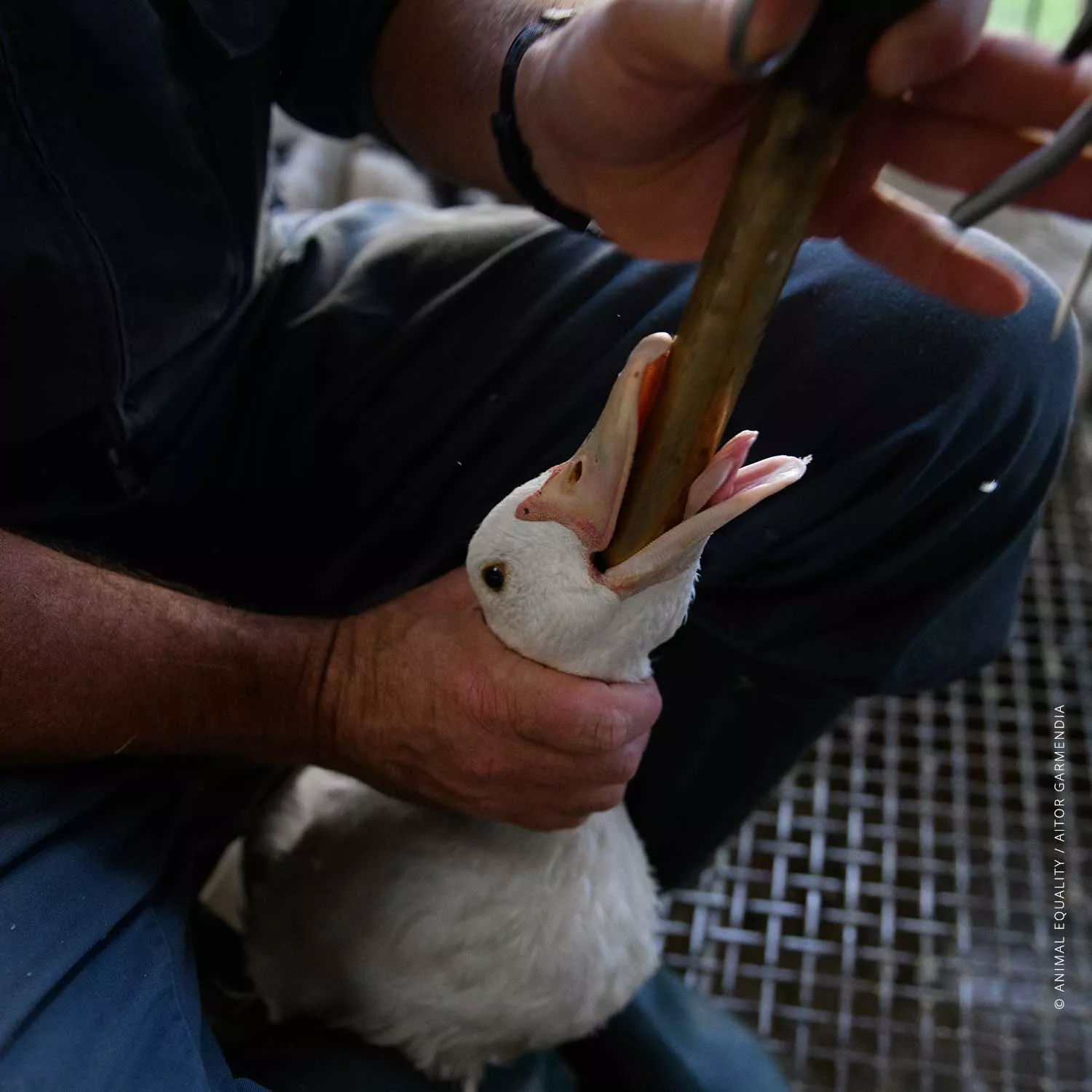 Foie Gras Farm