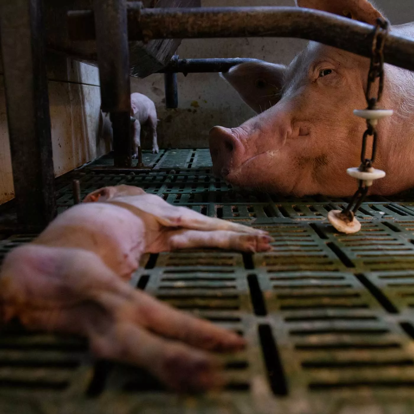 Spain Pig Farm