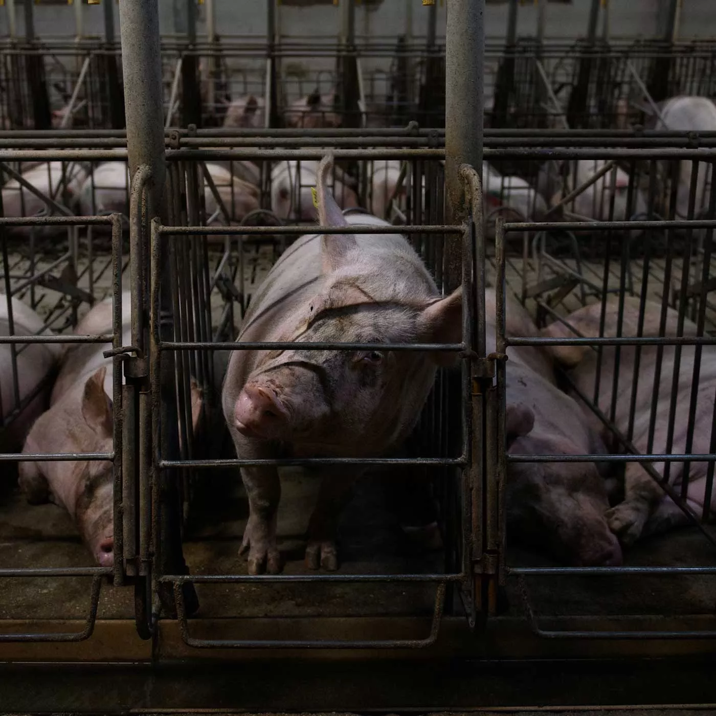 Spain Pig Farm