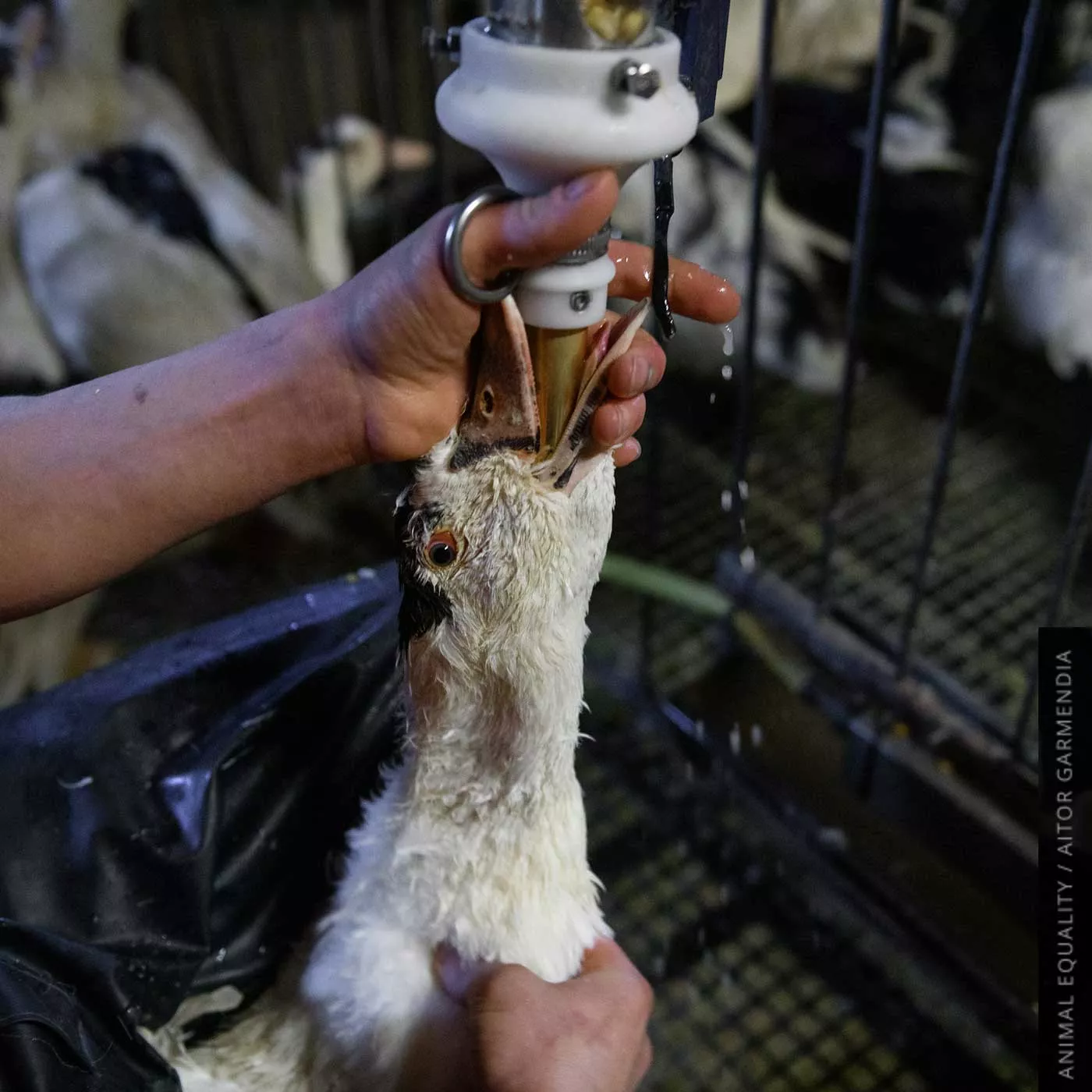 force feeding foie-gras