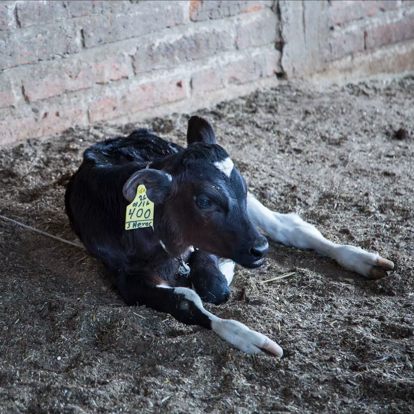 Mexico Dairy