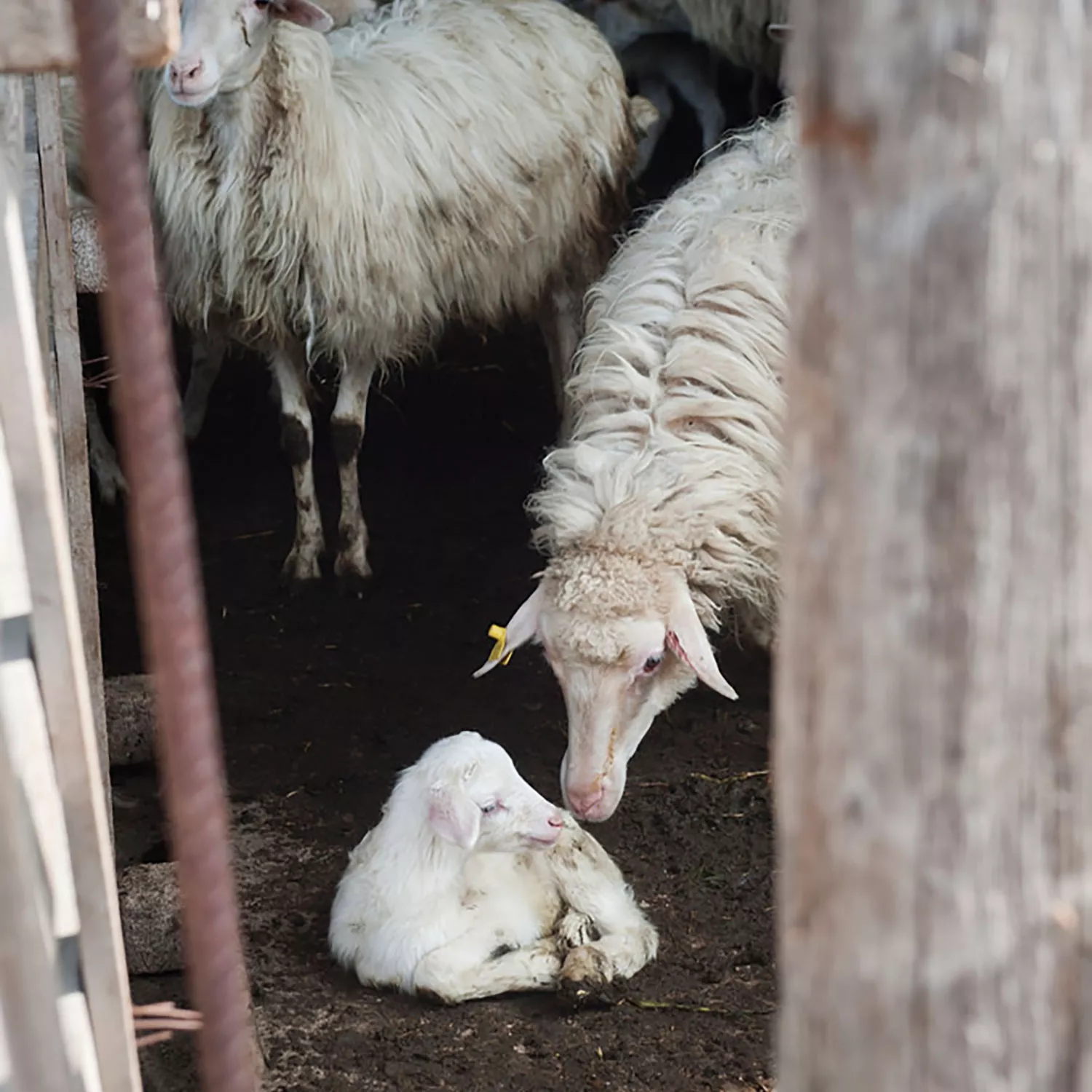 2024-colorado-lamb-processors