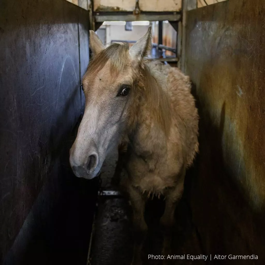 ES horse investigation