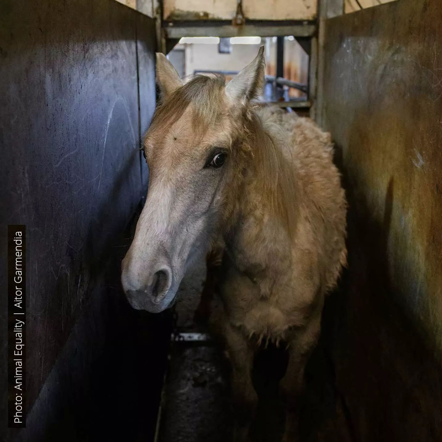ES Horse investigation 2024
