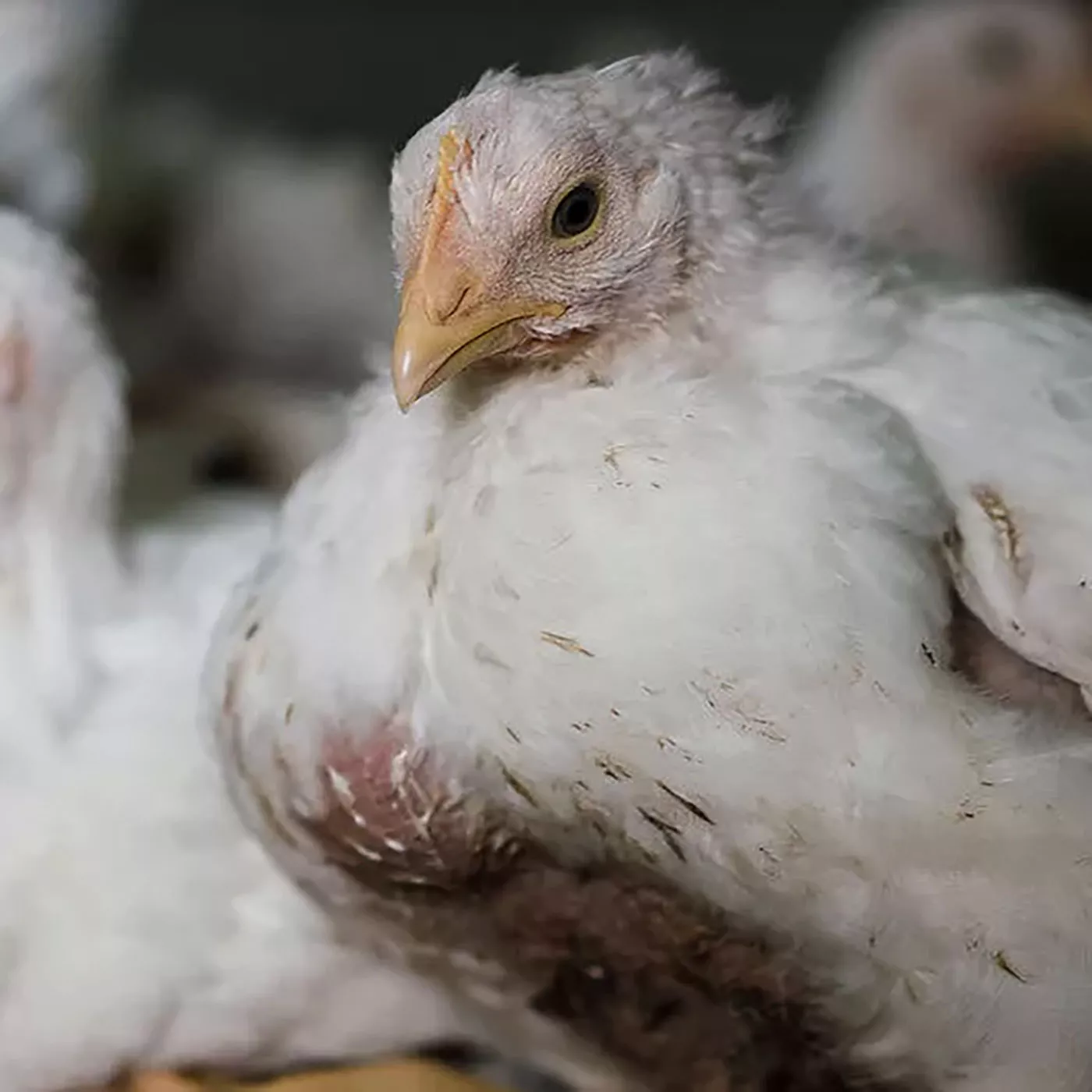 chicken in factory farm