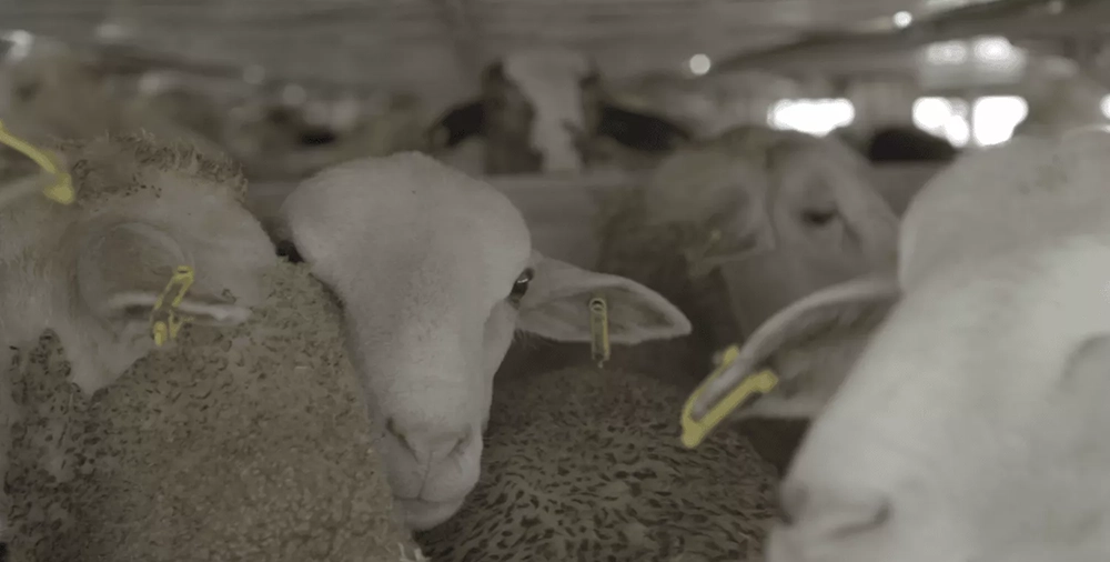 Lambs being transported