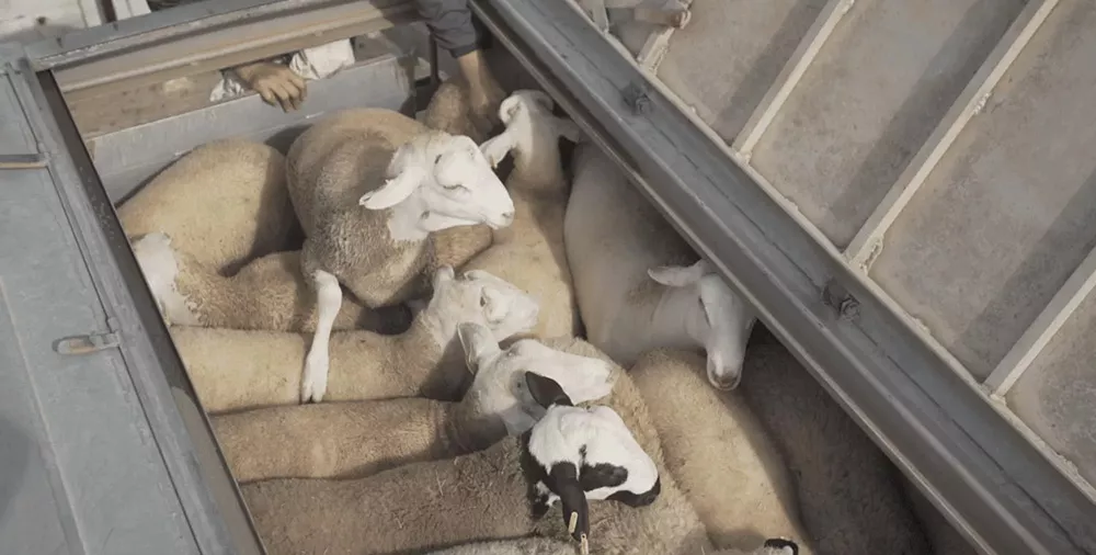 Animals tightly confined