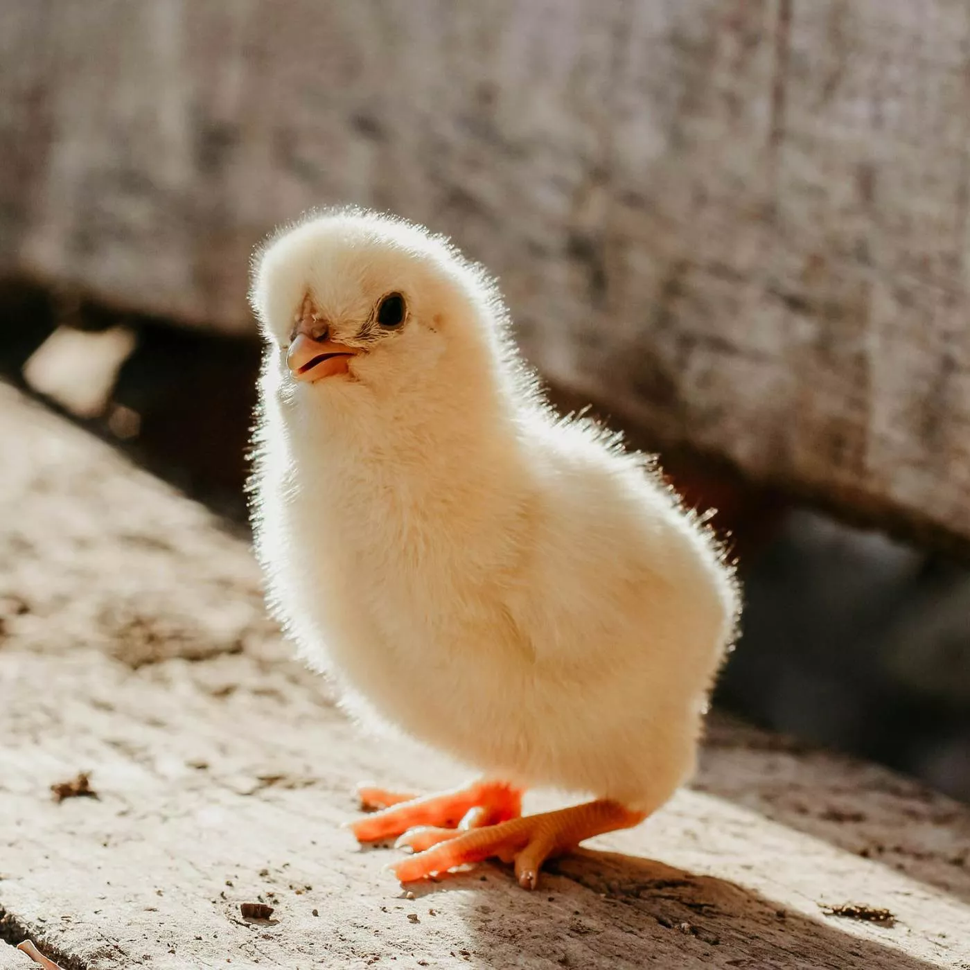 baby chick