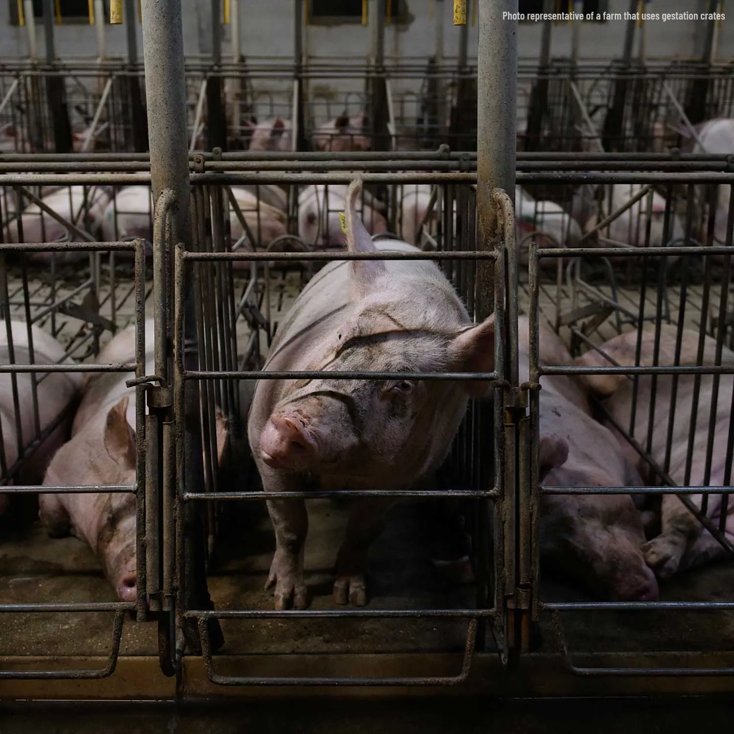 pig in gestation crate