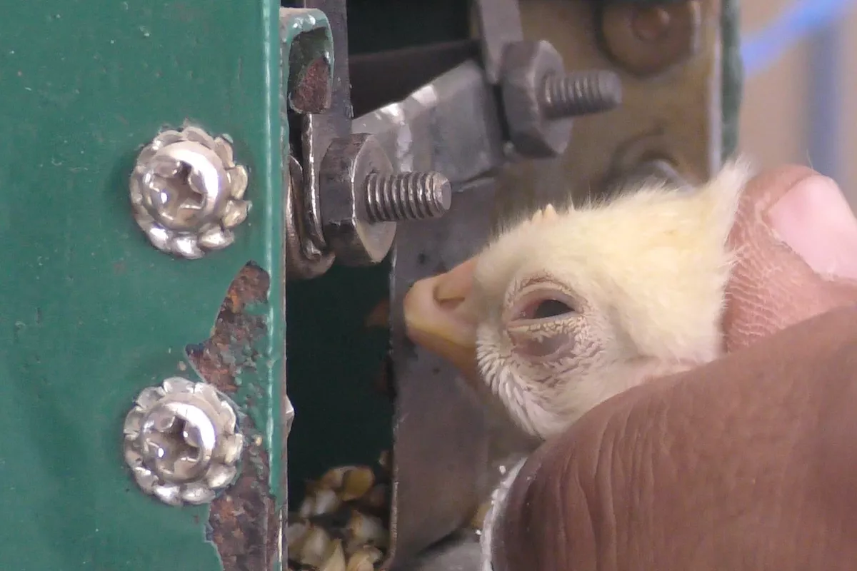 chicken beak mutilation