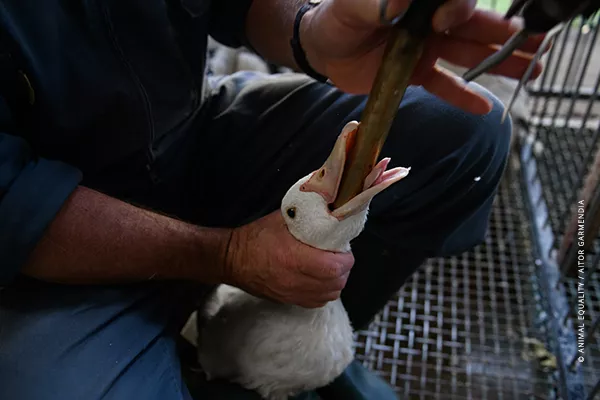 Duck force fed with a metal tube