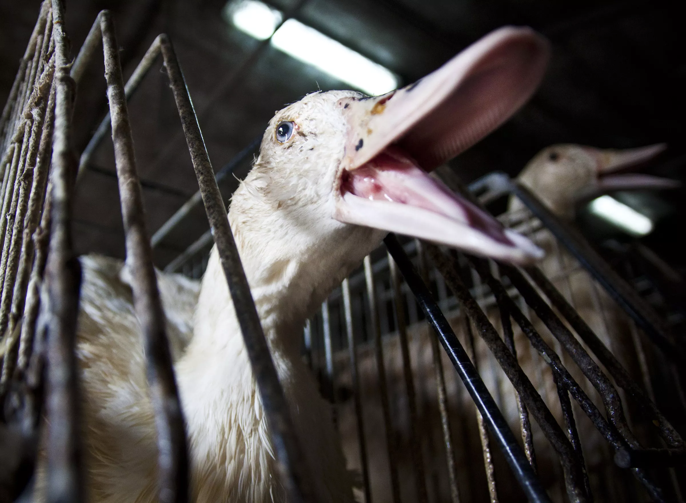 Duck in a wire cage