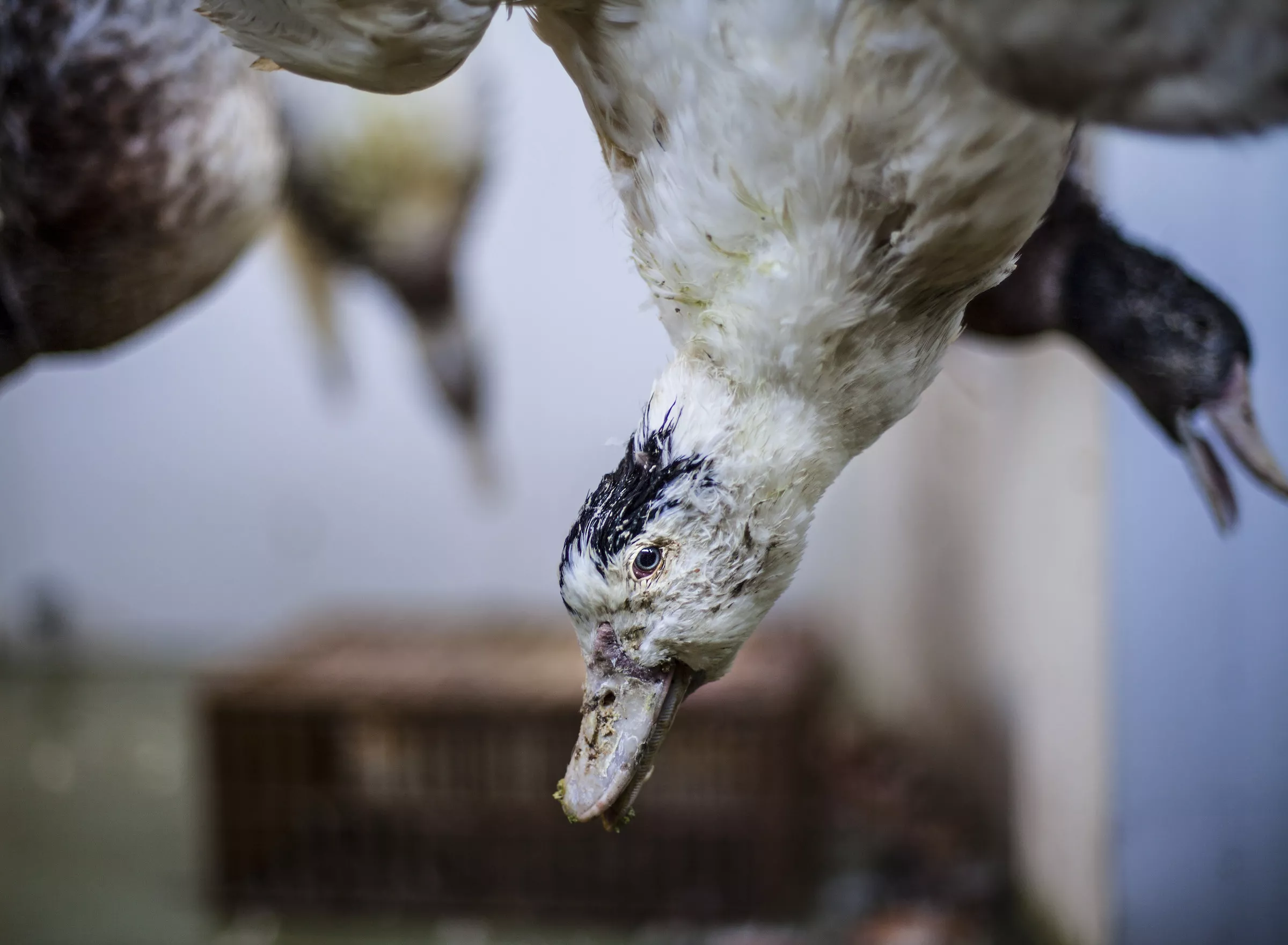Duck hanging upside down at the slaughterhouse.