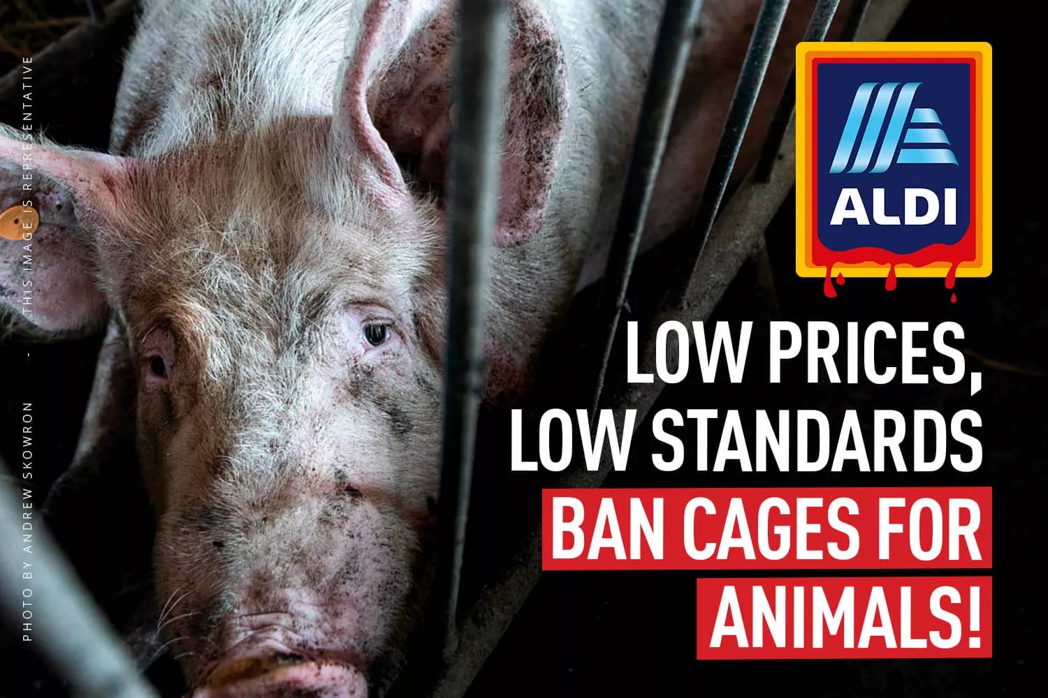 Pig in a cage next to a parody of the logo of Aldi. Banner asks them to ban cages.