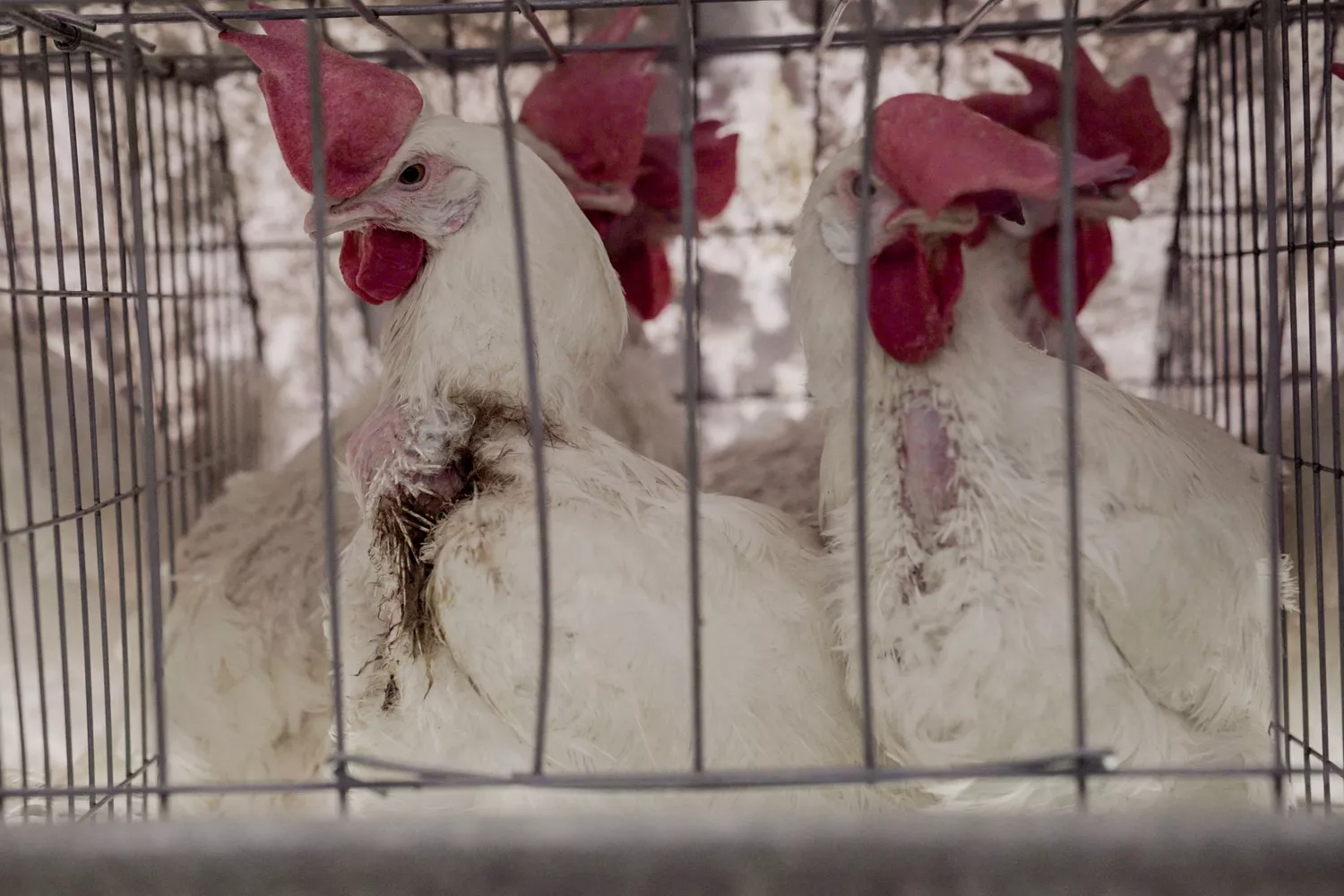Hens confined in a wire cage.