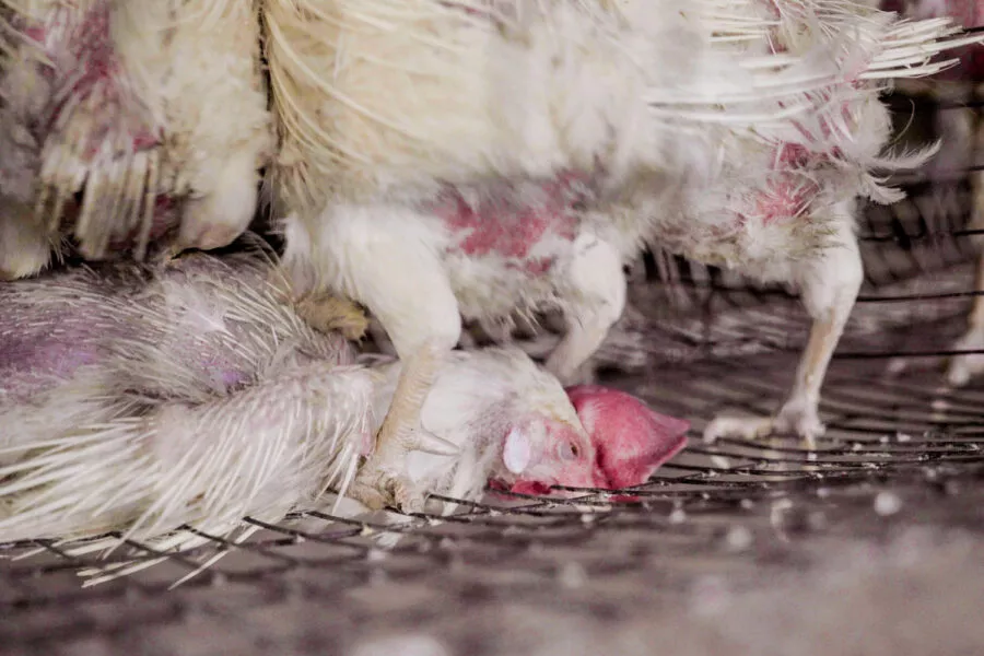 Injured hen trapped in a wire cage.