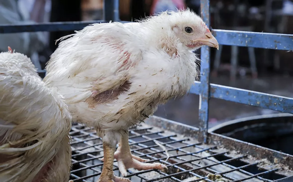 Chicken in a transportation cage at a market in Mexico