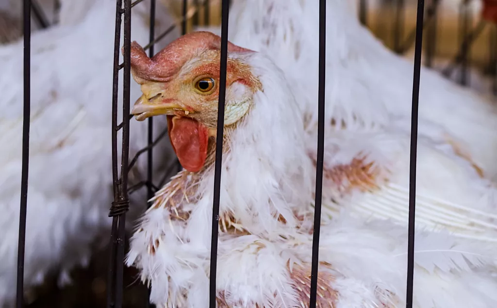Hen inside a wire cage
