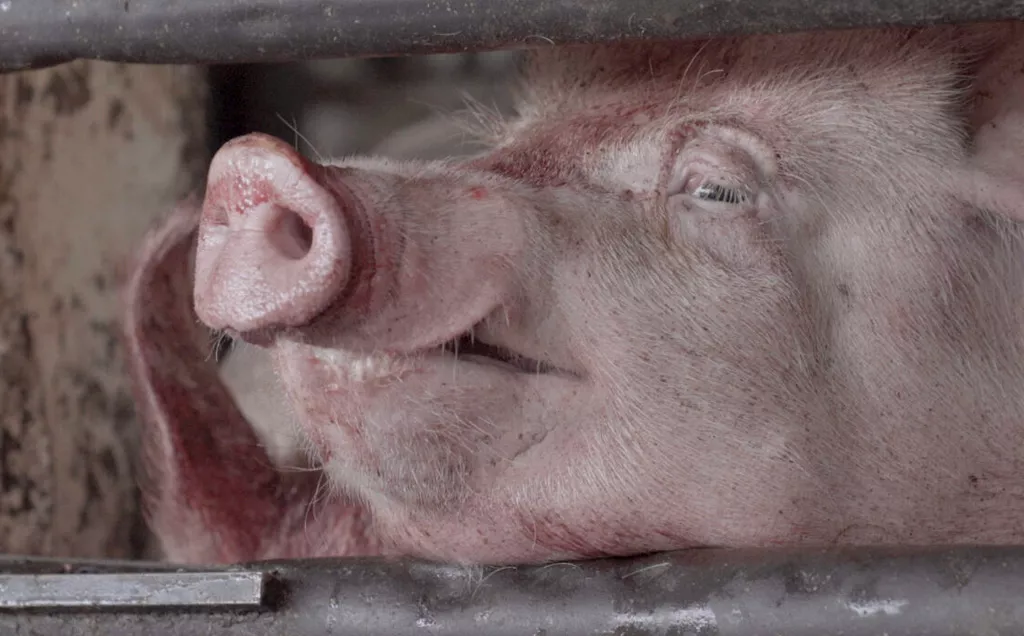 Pig in a truck on the way to a slaughterhouse