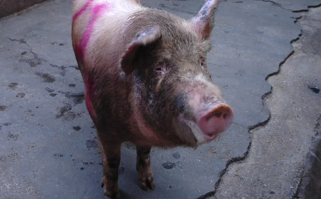 Pig in the pen of a slaughterhouse