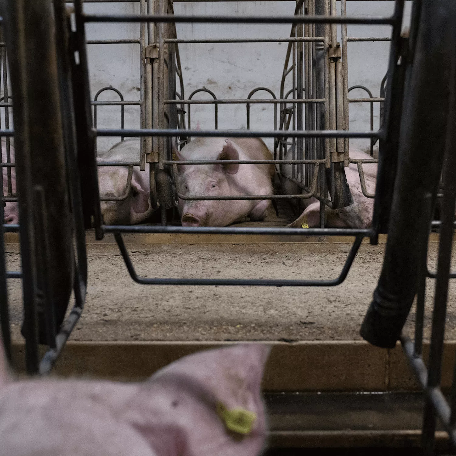 Pig in crate looking sad.
