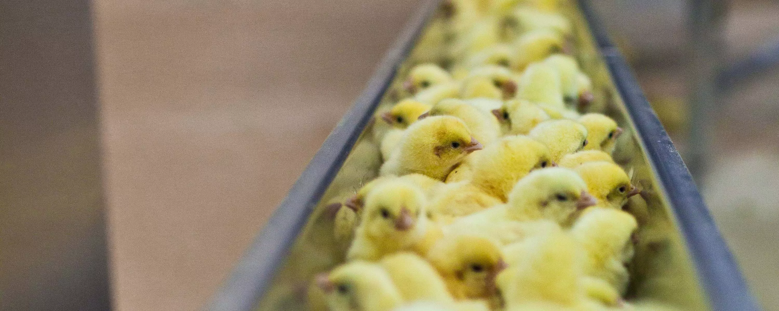 Baby chicks in a hatchery