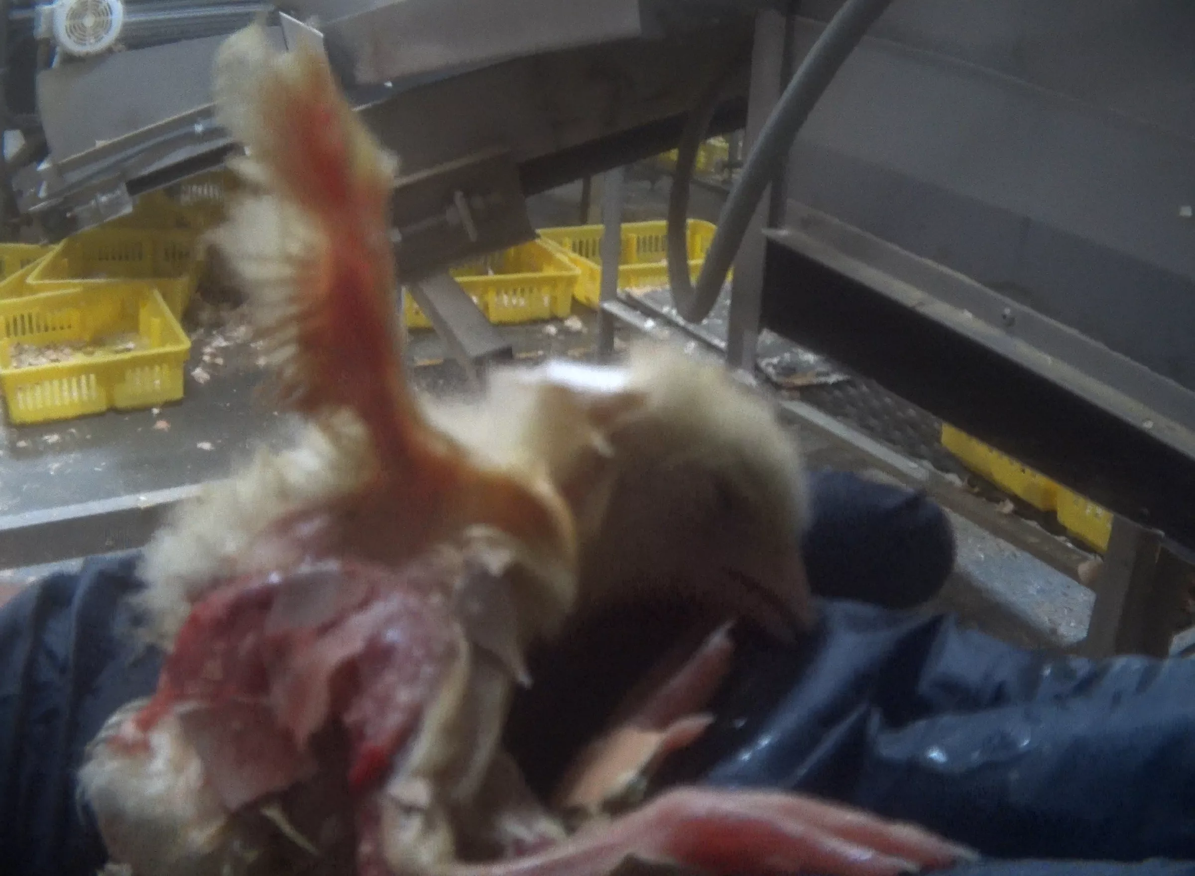 Injured chick with his wings torn and sliced open.