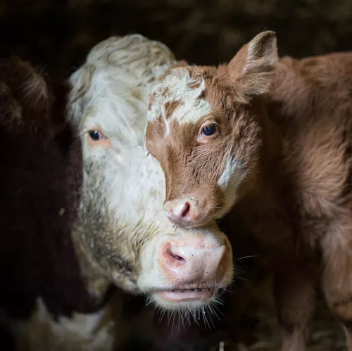 Brown and white cow with her calf