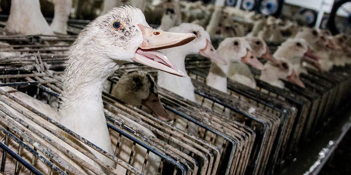 Bird,Beak,Mammal,Ducks, geese and swans,Waterfowl,Water bird