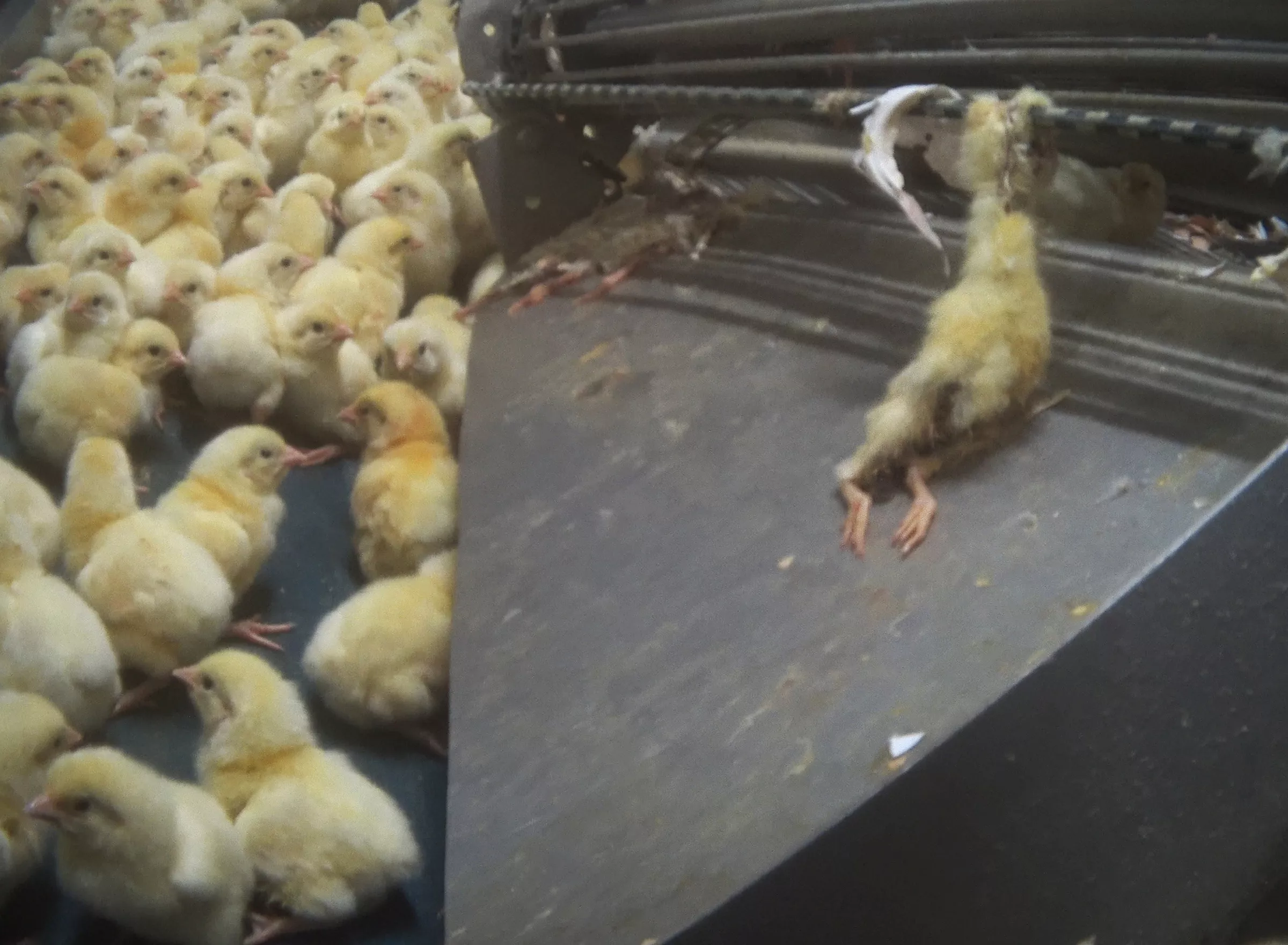 Crushed chickens.