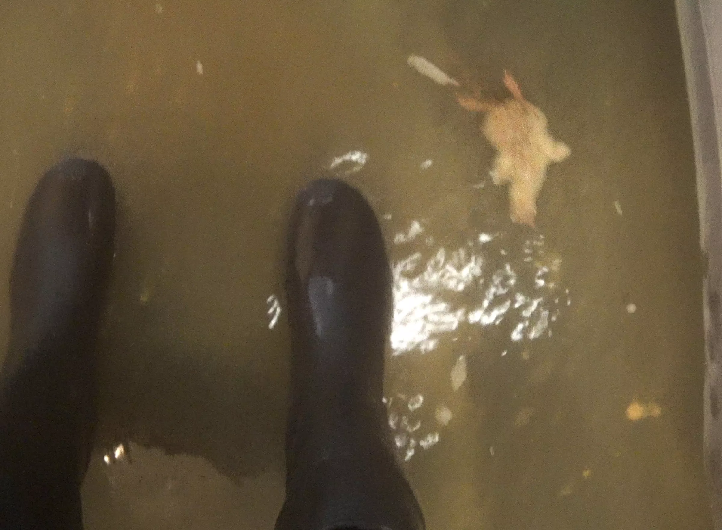 Chicks drowning in water at the hatchery.