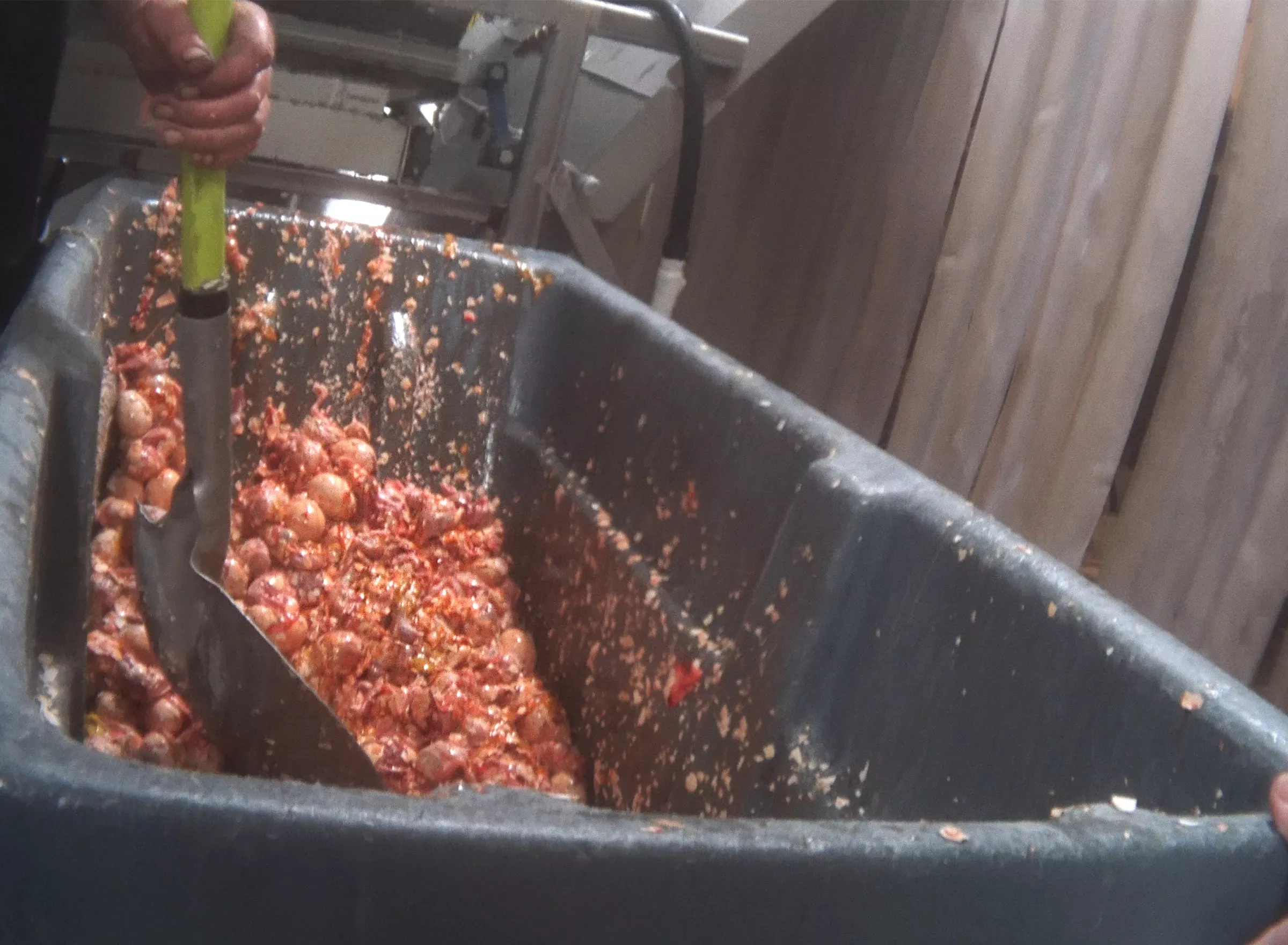 Thousands of living chicks crushed.