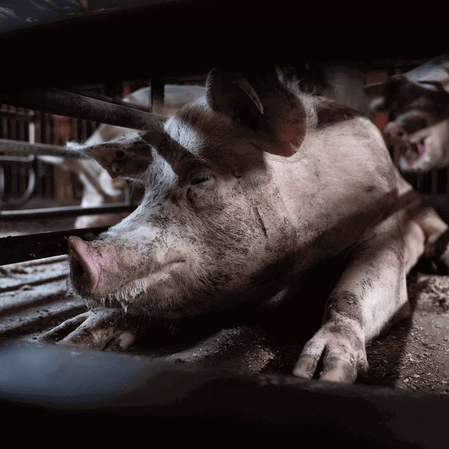 Pig in a cage