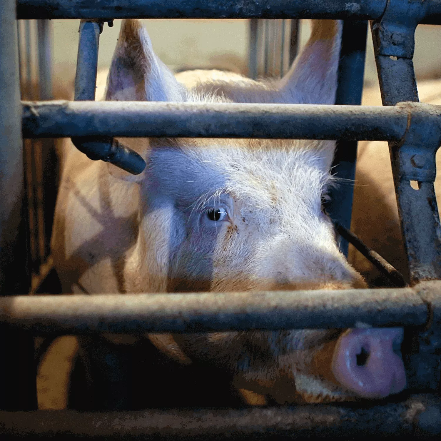 Pig in a cage