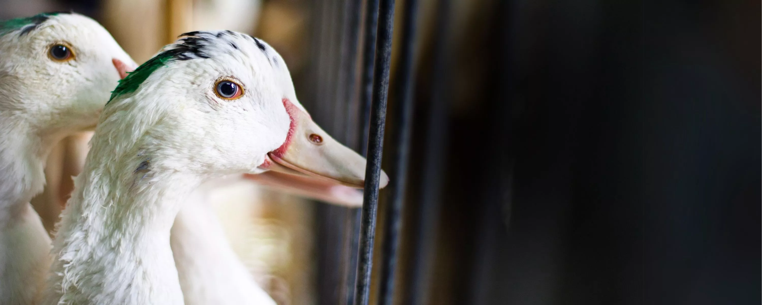 Ducks in a factory farm