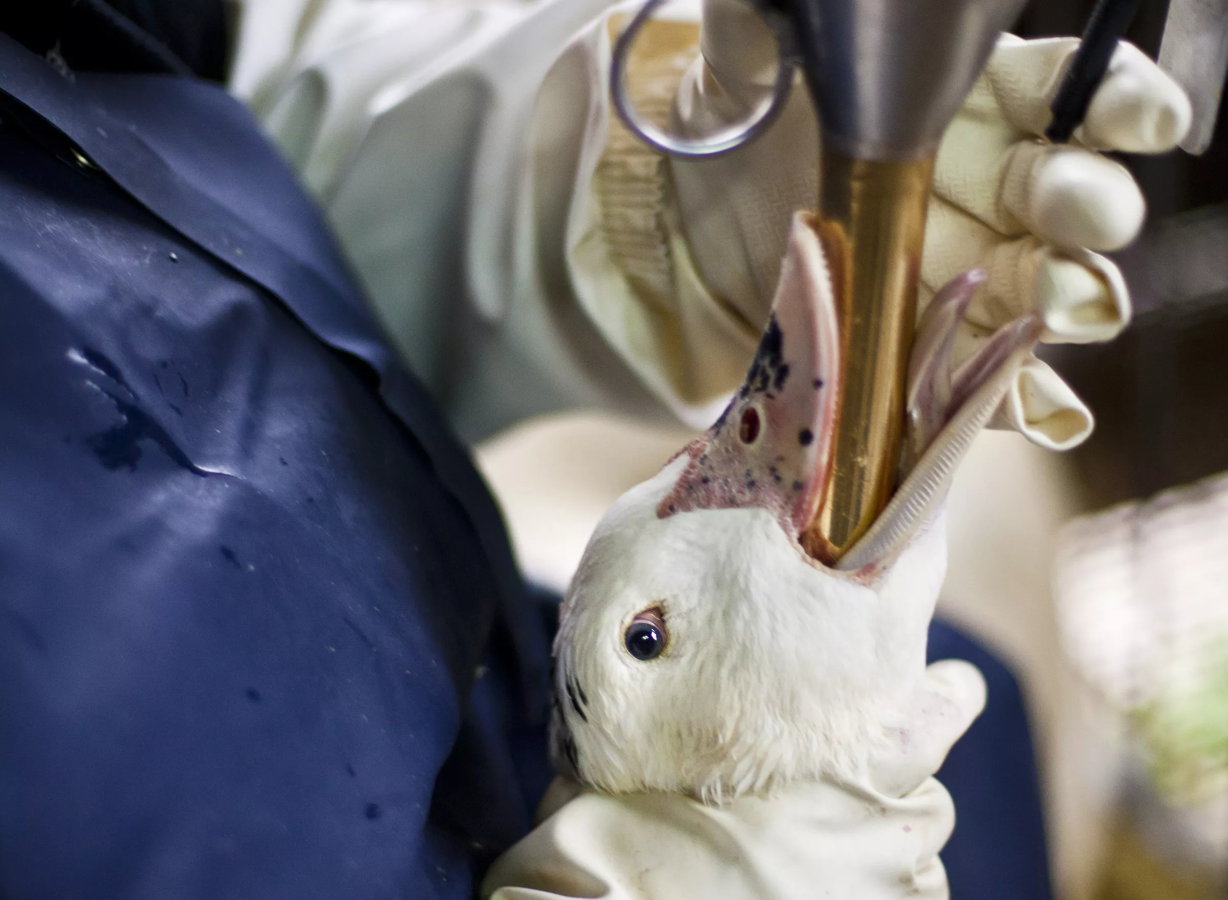 Duck force-fed for the production of foie gras