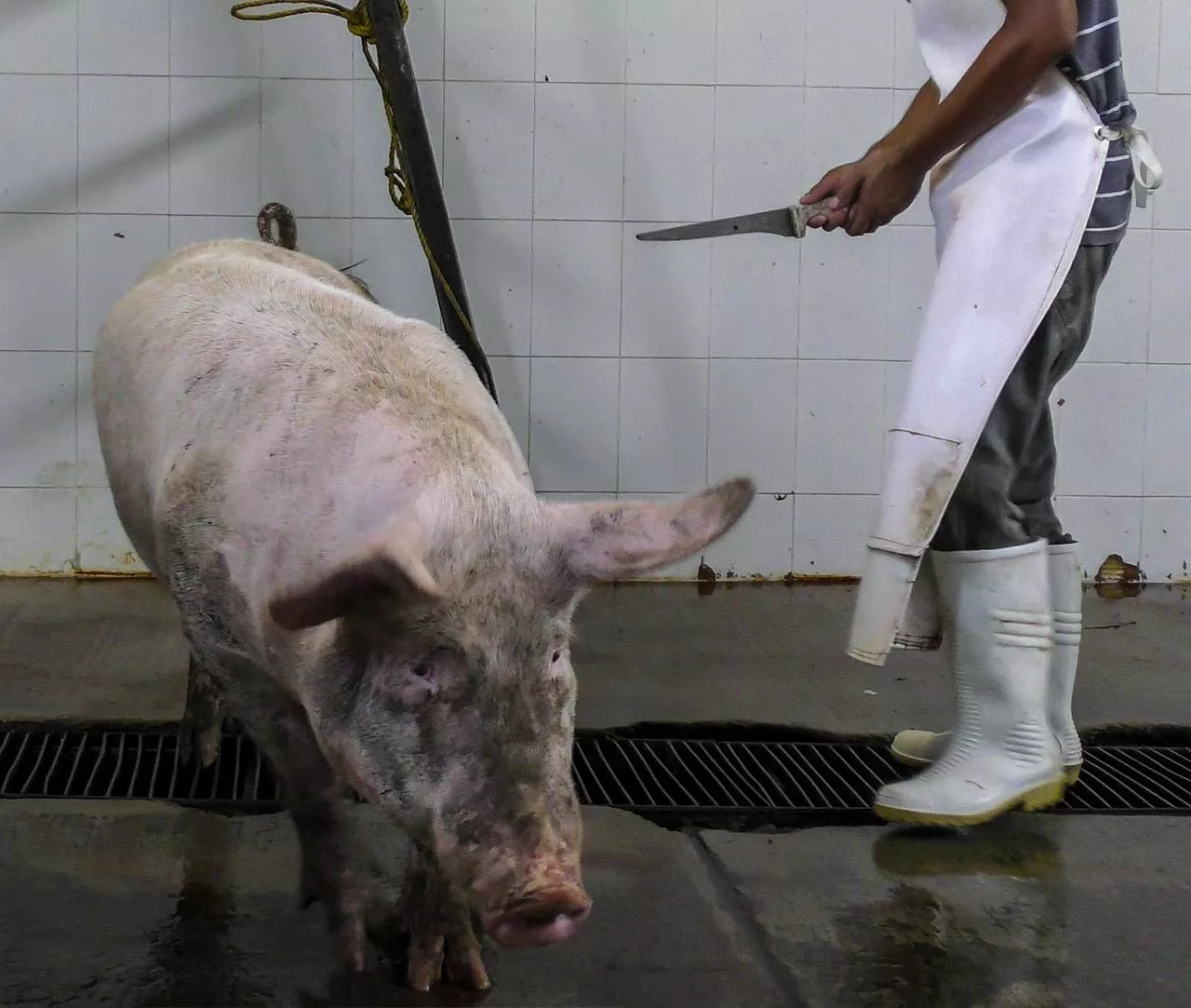 A pig inside a slaughterhouse next to a worker holding a knife