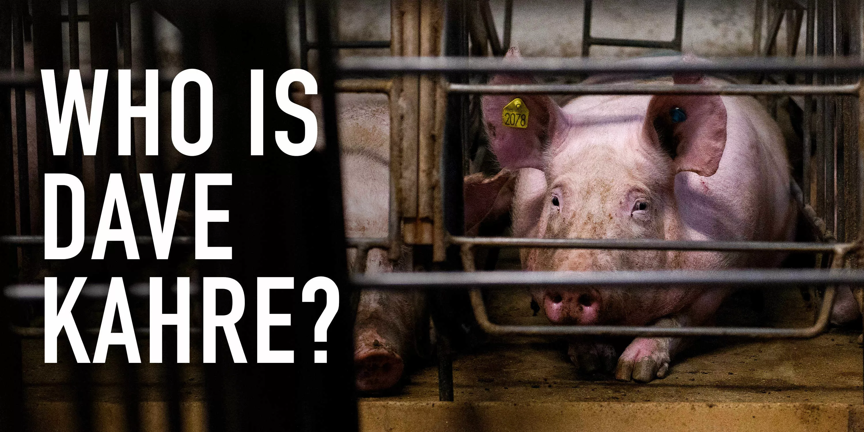 Pig in a cage looking out with sad expression next to the question Who is Dave Kahre?