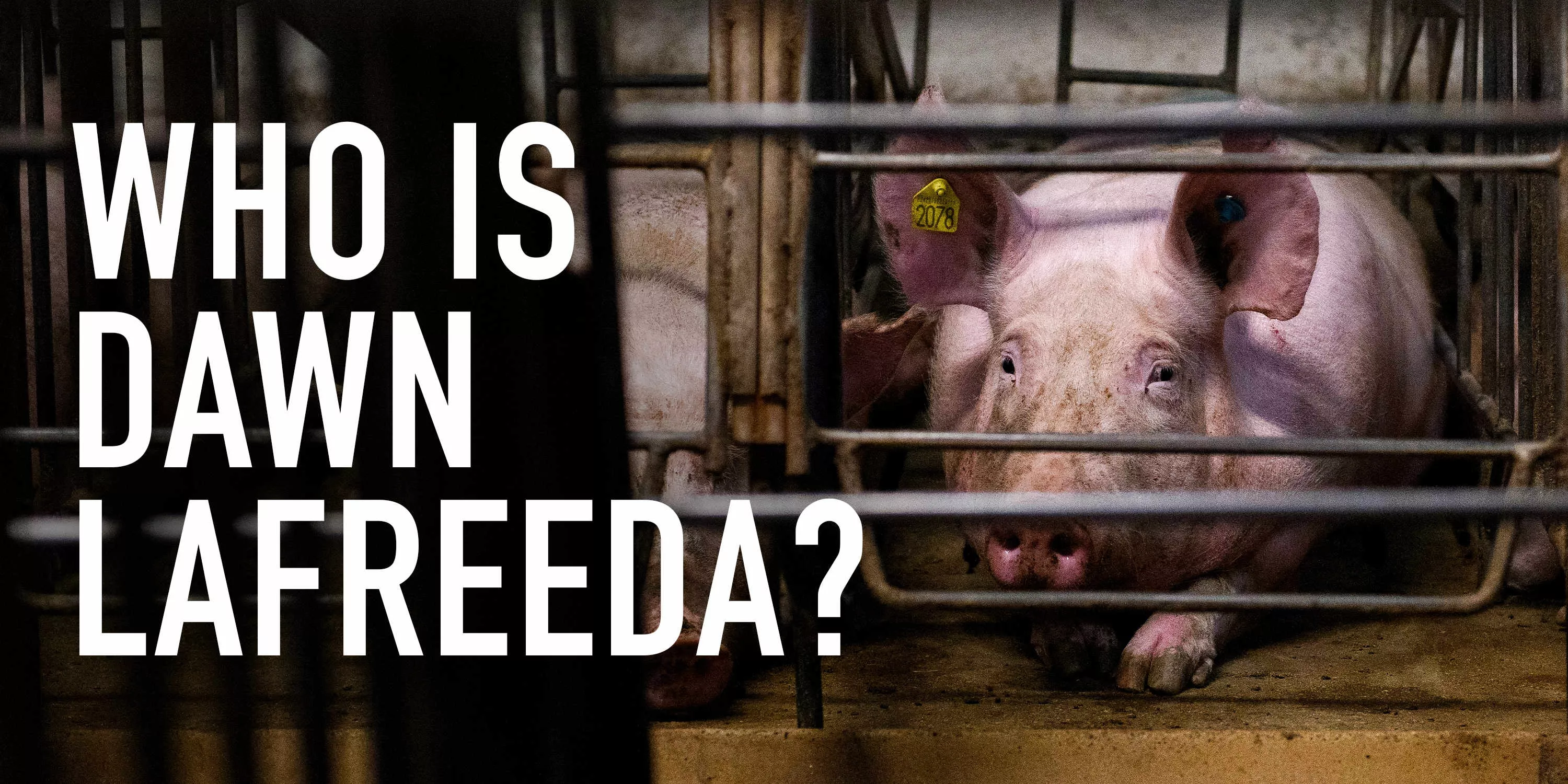 Pig in a cage looking out with sad expression next to the question Who is Dawn Lafreeda?