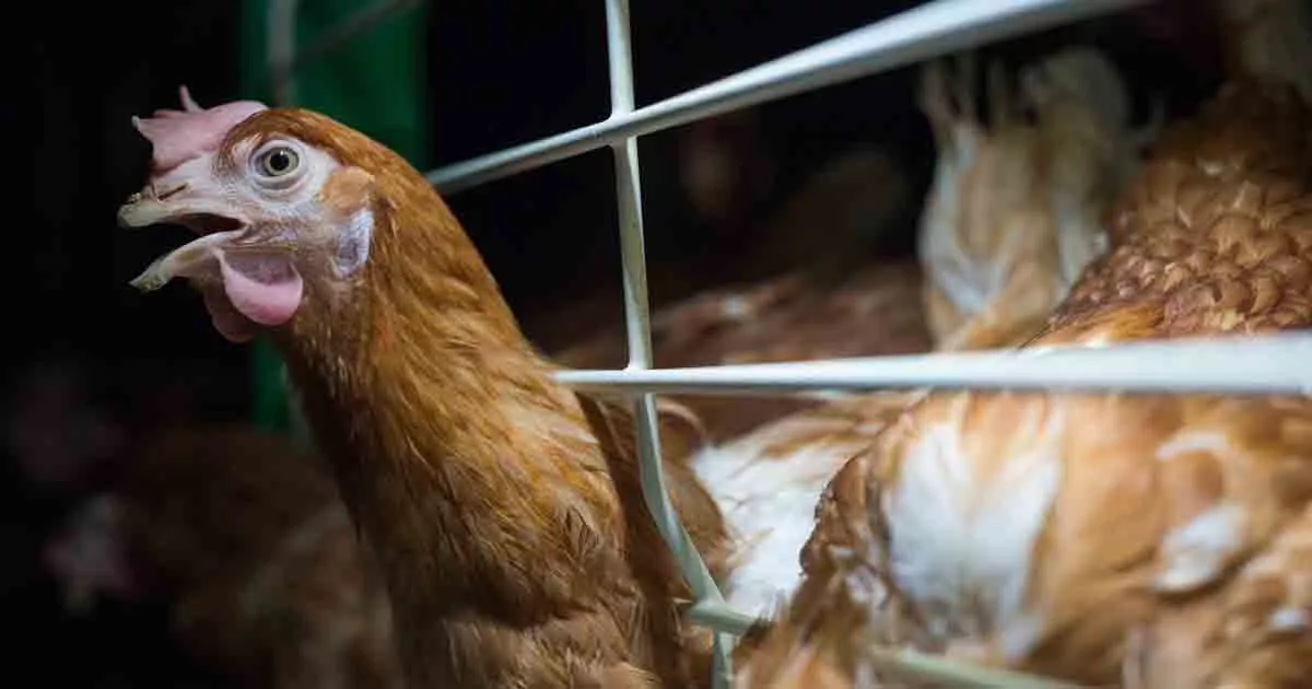 Hen sticking her head out from the bars of a cage