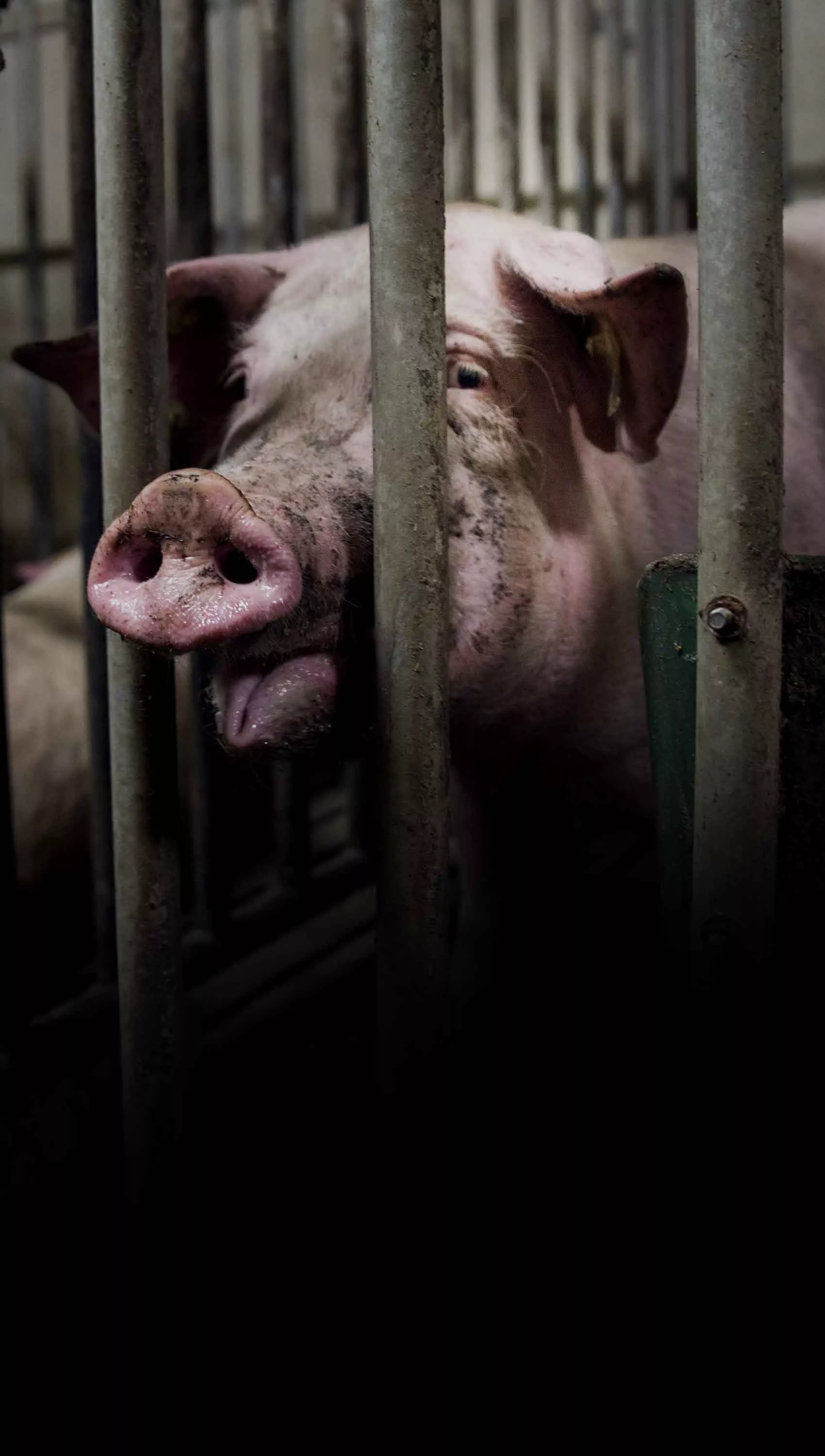 Pig in a factory farm