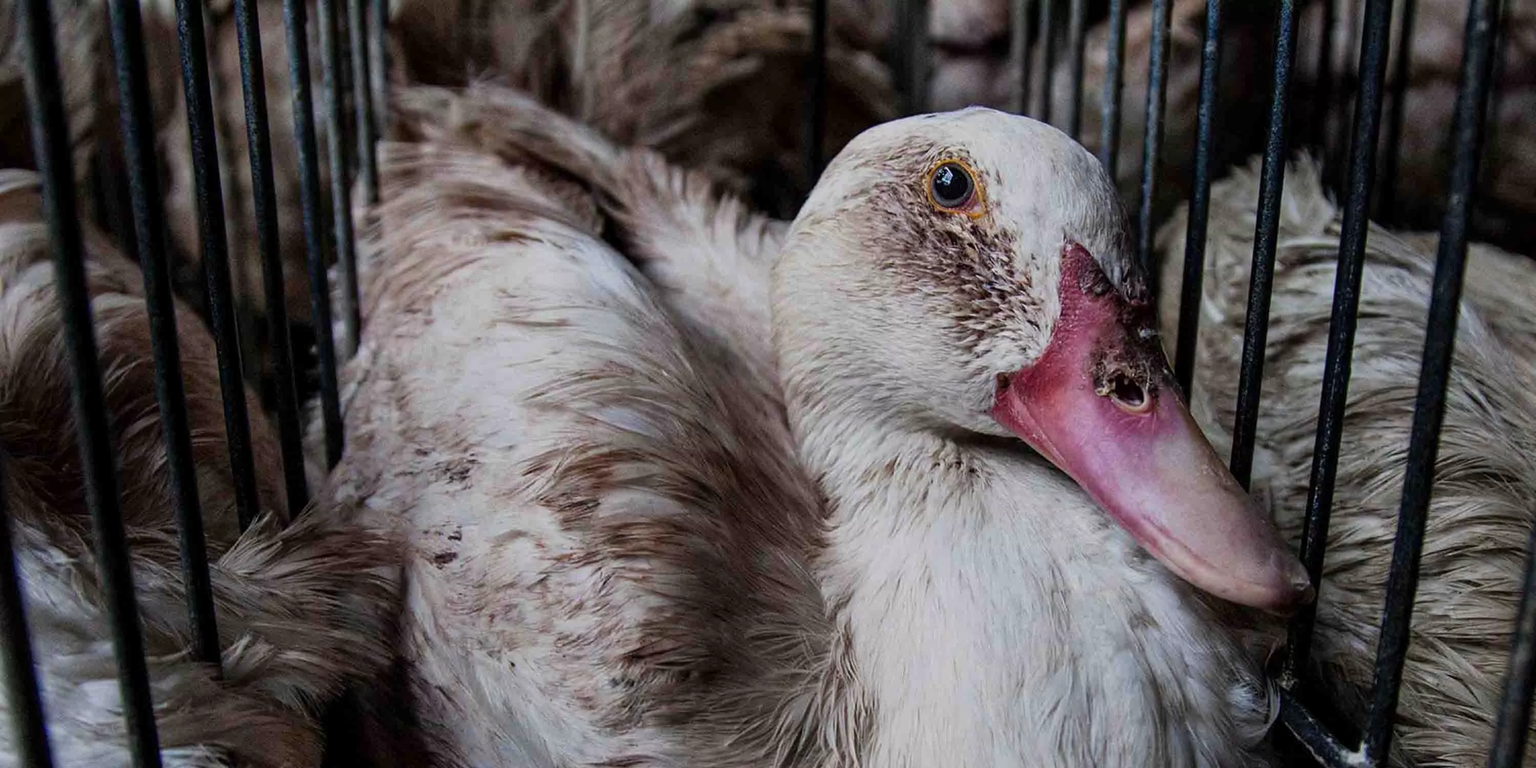 Diseased duck in a cage.