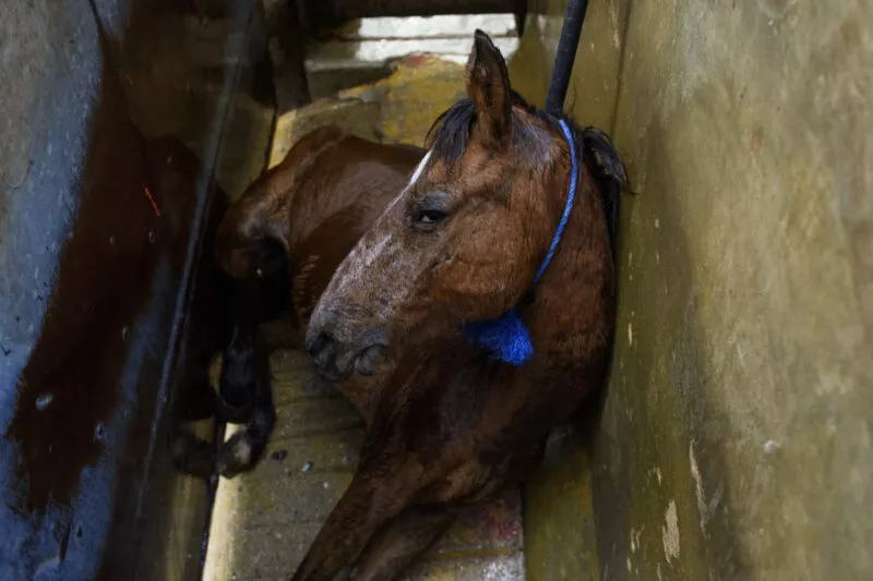 Horse laying on the ground about to get slaughtered